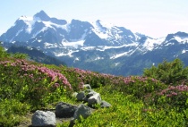 Mt Shuksan and Flowers