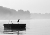 Fog Sentry