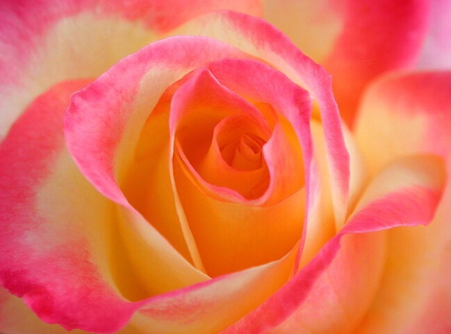 A Beauty Of A Rose
