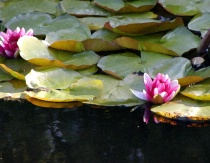 In Bloom