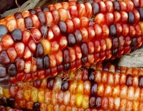 Corny Reflections