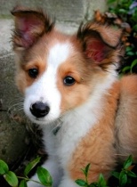 Charlie Dog