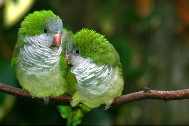 Love Birds