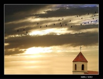 Swallows