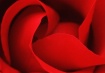Join Jim Zuckerman's Course: Fine Art Flower Photography