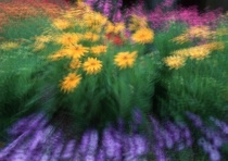 flower photo series Garden