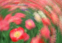 flower photo series swirl