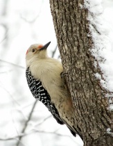 Red Bellied Woodpecker