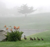 Early morning stroll