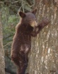 Baby Bear