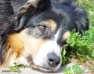 Best Dog 2
