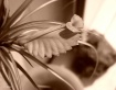 The Flower
