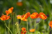 Icelandic Poppies