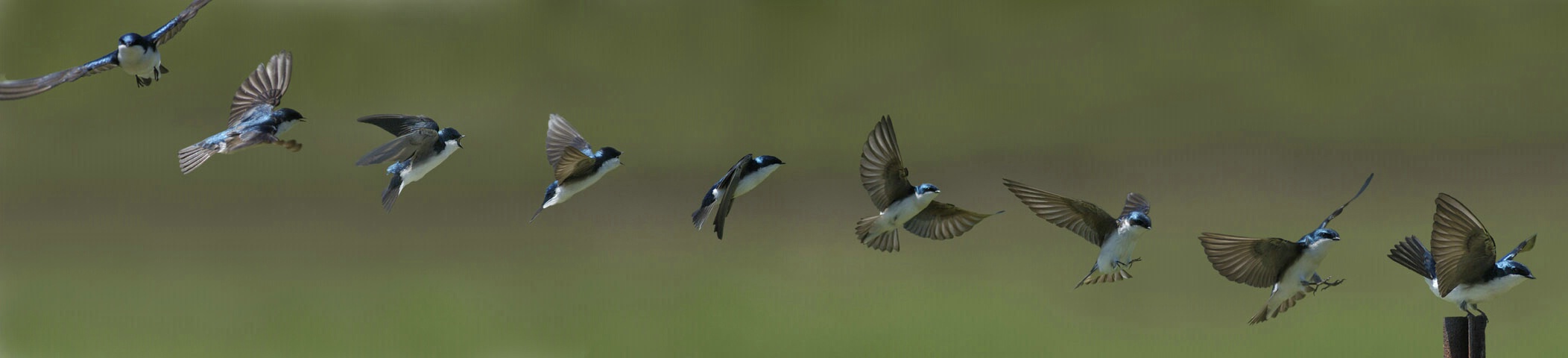 http://www.betterphoto.com/uploads/processed/0013/0305032143261blue_bird_landing.jpg