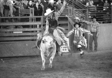 Bull Rider Action