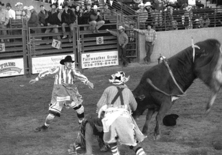 Rodeo Bull Rider