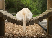 Labrador Pendulum