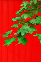 SUGAR MAPLE