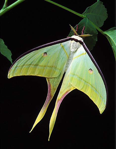 Indian Moon Moth