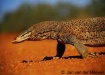 Goanna, or Sand l...