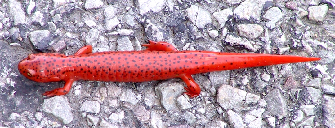 colorful salamander