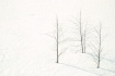 Snow Three Trees + 2