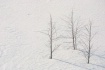 Snow Three Trees + 1