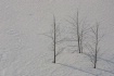 Snow Three Trees