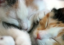 Sweet Dreams