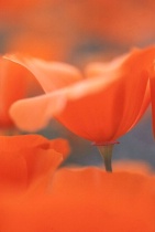 Poppies Macro Nature Photo