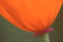 Nature Photography at its Close-Up Best