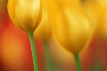 flower photography soft yellow tuilps