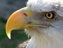 American Bald Eagle