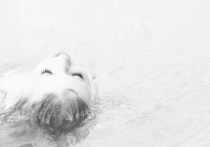 Swim