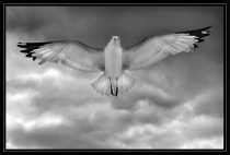 high flown