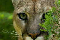 Photograph Wildlife in Utah