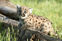 Photograph Wildlife in Utah
