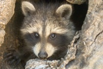 Picture of Baby Racoon By Denise