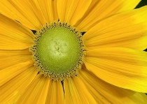 Radiance