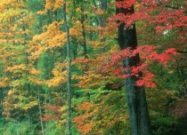 fall