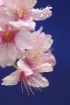 Cherry Blossom