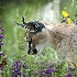 © Zita A. Strother PhotoID# 875903: Curiosity