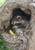 Raccoon with Dandelion - Way Too Blurry 