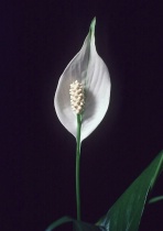 Peace Lily #2