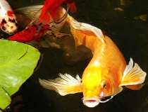 Golden Koi
