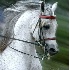 © Zita A. Strother PhotoID# 1164699: Gentlemen, start your engines!