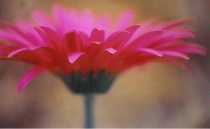 Petal tips