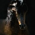 © Zita A. Strother PhotoID# 2071190: Desperado V