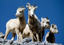 Family Portrait