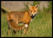Bright Eyes